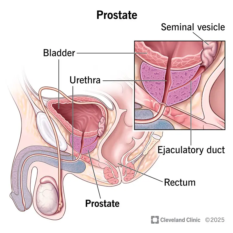 Anatomical diagram showing the location of the prostate gland in relation to the bladder and rectum with external perineum access point marked